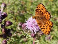 Argynnis niobe 35, Duinparelmoervlinder, on Cirsium arvense, Saxifraga-Kars Veling