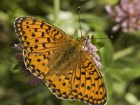 Argynnis niobe 4, Duinparelmoervlinder, male, Saxifraga-Marijke Verhagen