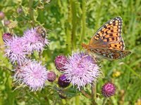 Argynnis niobe 40, Duinparelmoervlinder, on Cirsium arvense, Saxifraga-Kars Veling