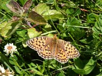 Argynnis niobe 50, Duinparelmoervlinder, Saxifraga-Kars Veling