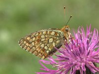 Argynnis niobe 7, Duinparelmoervlinder, Vlinderstichting-Kars Veling