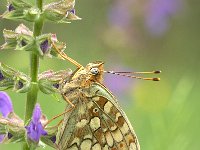 Argynnis niobe 8, Duinparelmoervlinder, Vlinderstichting-Kars Veling