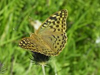 Argynnis pandora 10, Kardinaalsmantel, Vlinderstichting-Chris van Swaay  7.18 15:28