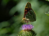 Argynnis pandora 11, Kardinaalsmantel, Saxifraga-Arthur van Dijk