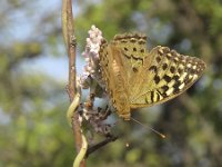 Argynnis pandora 12, Kardinaalsmantel, Saxifraga-Rob Felix : Animalia, Arthropoda, Insecta, Lepidoptera, animal, arthropod, butterfly, dier, dieren, geleedpotige, geleedpotigen, insect, insecten, vlinder, vlinders