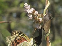 Argynnis pandora 13, Kardinaalsmantel, Saxifraga-Rob Felix : Animalia, Arthropoda, Insecta, Lepidoptera, animal, arthropod, butterfly, dier, dieren, geleedpotige, geleedpotigen, insect, insecten, vlinder, vlinders