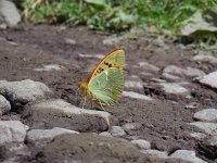 Argynnis pandora 14, Kardinaalsmantel, Saxifraga-Ed Stikvoort