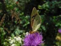 Argynnis pandora 15, Kardinaalsmantel, Saxifraga-Ed Stikvoort