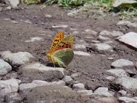 Argynnis pandora 16, Kardinaalsmantel, Saxifraga-Ed Stikvoort