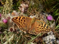 Argynnis pandora 17, Kardinaalsmantel, Saxifraga-Ed Stikvoort