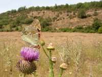 Argynnis pandora 20, Kardinaalsmantel, on Onopordum acanthium, Saxifraga-Kars Veling