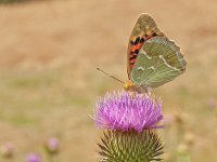 Argynnis pandora 22, Kardinaalsmantel, on Onopordum acanthium, Saxifraga-Kars Veling