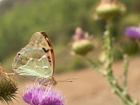 Argynnis pandora 23, Kardinaalsmantel, on Onopordum acanthium, Saxifraga-Kars Veling