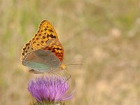 Argynnis pandora 25, Kardinaalsmantel, on Onopordum acanthium, Saxifraga-Kars Veling