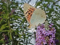 Argynnis pandora 26, Kardinaalsmantel, on Buddleija, Saxifraga-Kars Veling