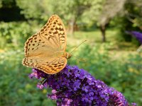 Argynnis pandora 28, Kardinaalsmantel, on Buddleija, Saxifraga-Kars Veling