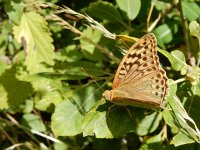 Argynnis pandora 30, Kardinaalsmantel, Saxifraga-Kars Veling