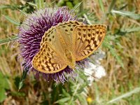 Argynnis pandora 35, Kardinaalsmantel, on Onopordum acanthium, Saxifraga-Kars Veling