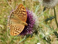 Argynnis pandora 38, Kardinaalsmantel, on Onopordum acanthium, Saxifraga-Kars Veling