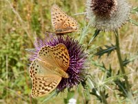 Argynnis pandora 39, Kardinaalsmantel, on Onopordum acanthium, Saxifraga-Kars Veling