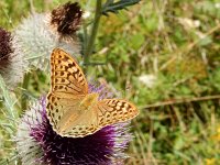 Argynnis pandora 43, Kardinaalsmantel, on Onopordum acanthium, Saxifraga-Kars Veling