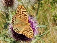 Argynnis pandora 44, Kardinaalsmantel, on Onopordum acanthium, Saxifraga-Kars Veling