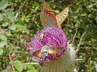 Argynnis pandora 47, Kardinaalsmantel, on Onopordum acanthium, Saxifraga-Kars Veling