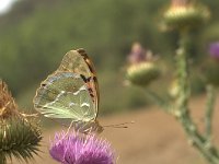 Argynnis pandora 5, Kardinaalsmantel, Vlinderstichting-Kars Veling