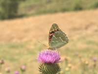 Argynnis pandora 6, Kardinaalsmantel, Vlinderstichting-Kars Veling