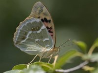 Argynnis pandora 7, Kardinaalsmantel, Saxifraga-Mark Zekhuis