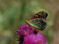 Argynnis pandora 8, Kardinaalsmantel, Vlinderstichting-Albert Vliegenthart