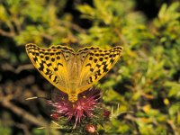 Argynnis pandora 9, Kardinaalsmantel, Saxifraga-Jan Jansen