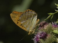 Argynnis paphia 10, Keizersmantel, female, Saxifraga-Jan van der Straaten