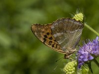 Argynnis paphia 100, Keizersmantel, Saxifraga-Marijke Verhagen