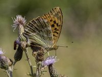 Argynnis paphia 106, Keizersmantel, Saxifraga-Willem van Kruijsbergen