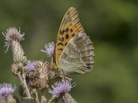 Argynnis paphia 107, Keizersmantel, Saxifraga-Willem van Kruijsbergen