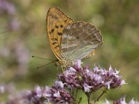 Argynnis paphia 108, Keizersmantel, Saxifraga-Willem van Kruijsbergen