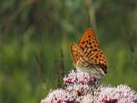 Argynnis paphia 109, Keizersmantel, Saxifraga-Hans Dekker