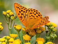 Argynnis paphia 115, Keizersmantel, Saxifraga-Bart Vastenhouw