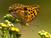 Argynnis paphia 117, Keizersmantel, Saxifraga-Bart Vastenhouw