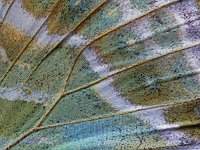 Argynnis paphia 120, Keizersmantel, Saxifraga-Ab H. Baas