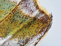 Argynnis paphia 124, Keizersmantel, Saxifraga-Ab H. Baas