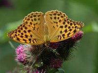 Argynnis paphia 13, Keizersmantel, female, Saxifraga-Jan van der Straaten