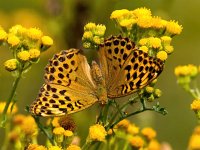 Argynnis paphia 130, Keizersmantel, Saxifraga-Bart Vastenhouw