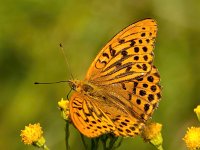 Argynnis paphia 133, Keizersmantel, Saxifraga-Bart Vastenhouw