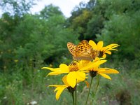 Argynnis paphia 139, Keizersmantel, on Helianthus tuberosus, Saxifraga-Kars Veling