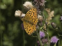 Argynnis paphia 14, Keizersmantel, female, Saxifraga-Jan van der Straaten