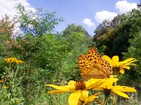 Argynnis paphia 141, Keizersmantel, on Helianthus tuberosus, Saxifraga-Kars Veling