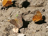 Argynnis paphia 143, Keizersmantel, females mud-puddling, with forma valesina, Saxifraga-Kars Veling