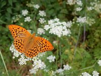 Argynnis paphia 147, Keizersmantel, on Anthriscus sylvestris, Saxifraga-Kars Veling